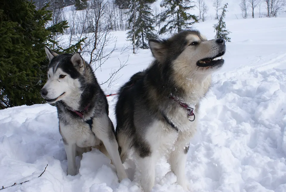 Tiro de perros huskies corriendo por la nieve virgen en las llanuras árticas de Tromsø.