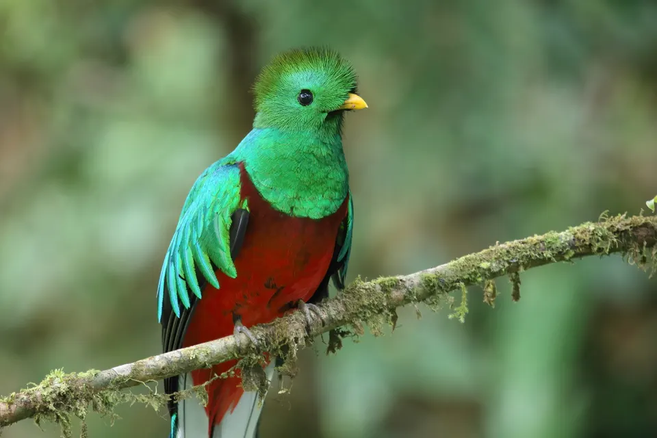 Resplendent quetzal, Monteverde, Costa Rica en monteverde