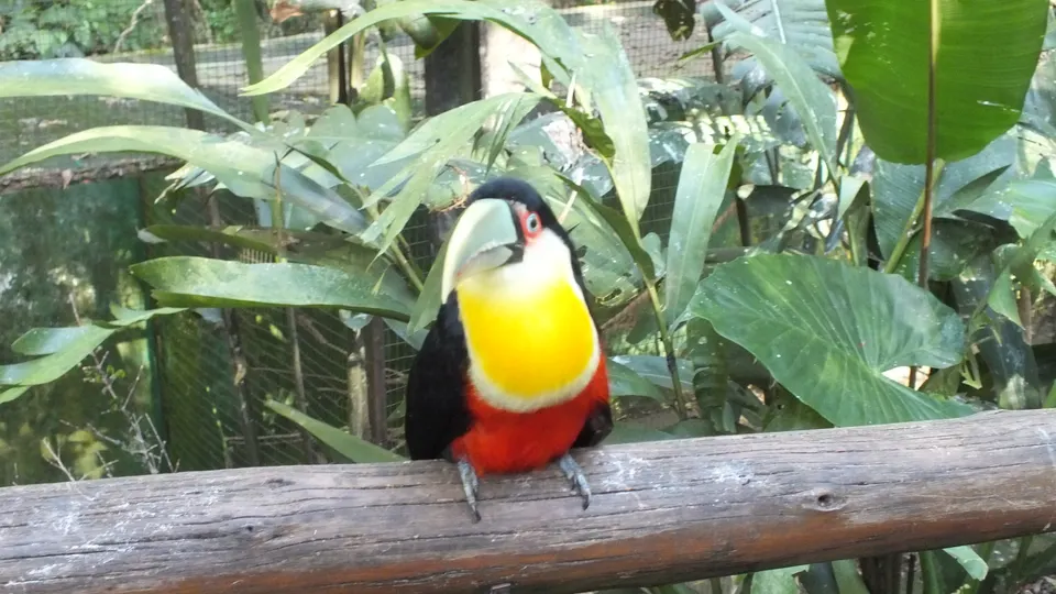 Tucán toco y aves tropicales en los viveros de inmersión del Parque das Aves en Foz do Iguaçu.