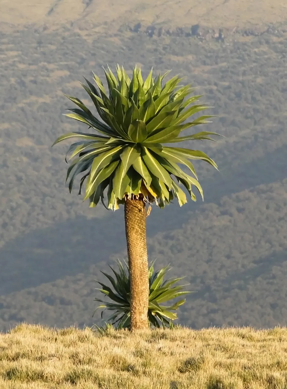 Bosque afroalpino de lobelias gigantes en la meseta de Gich en las montañas Simien.