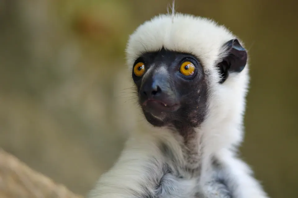 Lémur sifaka de Decken de pelaje blanco inmaculado trepando entre los pináculos de piedra.