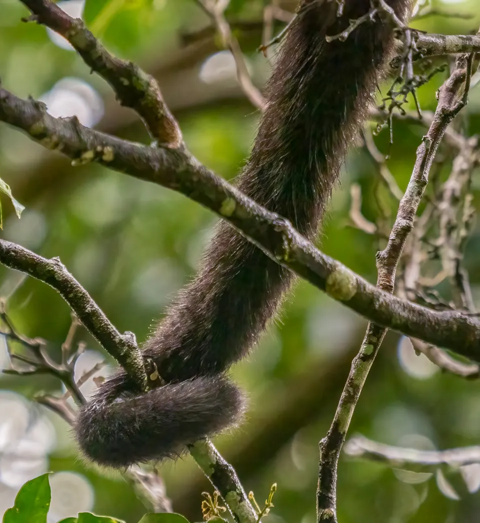 Tail of a mantled howler monkey near Lake Arenal en tortuguero