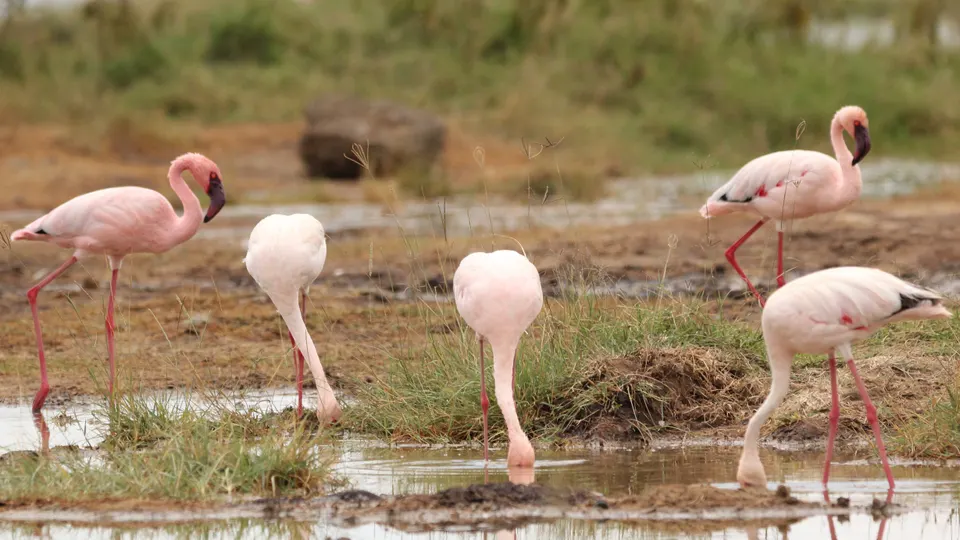 Gran bando de flamencos tiñendo de rosa las aguas alcalinas del Parque Nacional Lago Nakuru.