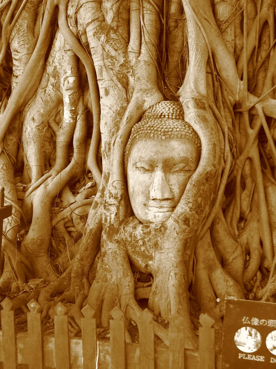 La célebre cabeza de piedra de Buda entrelazada naturalmente en las raíces de una higuera sagrada en Wat Mahathat.