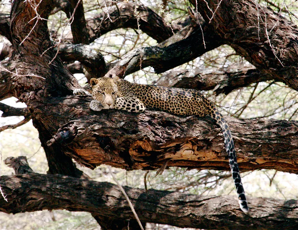 Leopardo africano descansando en la rama de una gran acacia en una reserva de Kenia.