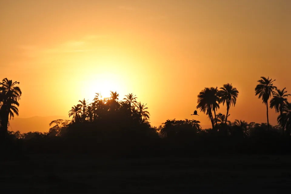 Puesta de sol dorada sobre la sabana de Amboseli con siluetas de acacias y fauna lejana.