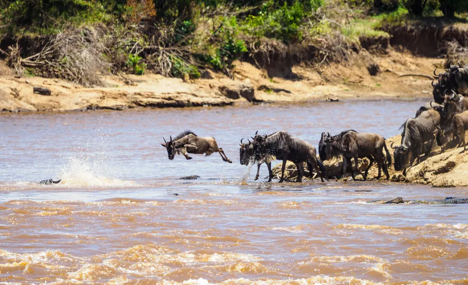 Miles de ñus y cebras cruzando las caudalosas aguas del río Mara durante la Gran Migración.