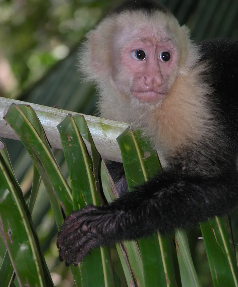 Times get hot and muggy in the lower part of Central America, so monkeys hanging out on a branch are a common sight... en manuel-antonio