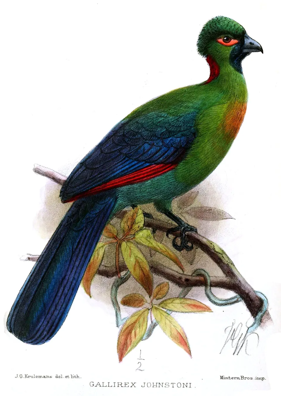 Ilustración naturalista y plumaje vibrante del Turaco de Ruwenzori (Gallirex johnstoni).