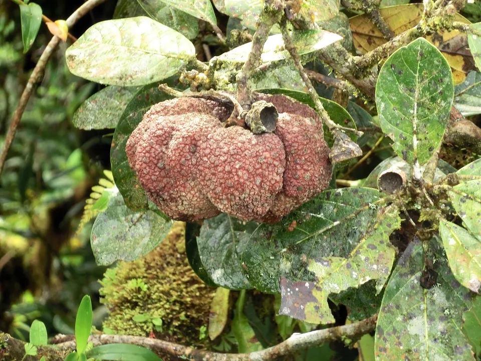 Gall on Quercus bumelioides. Costa Rica, Monteverde Cloud Forest Reserve, Selvatura hanging bridges walkway, ca. 1500 m. en costa-rica