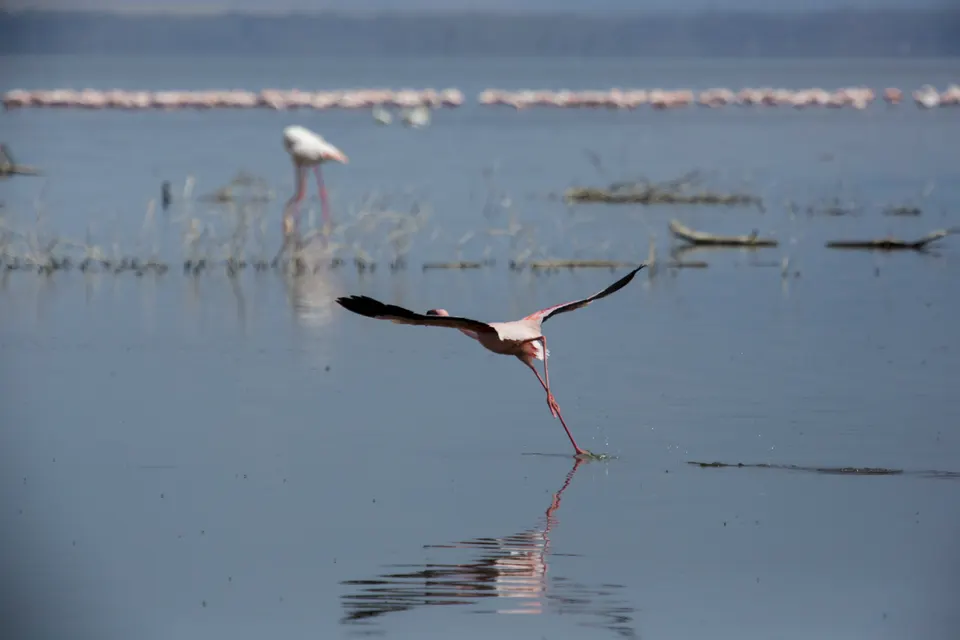 Miles de flamencos menores alimentándose de algas espirulina en las orillas del Lago Nakuru.