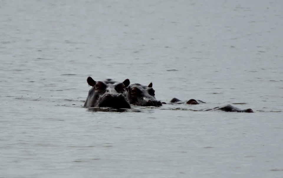 Grupo de hipopótamos sumergidos en las aguas del sistema lacustre de Akagera.
