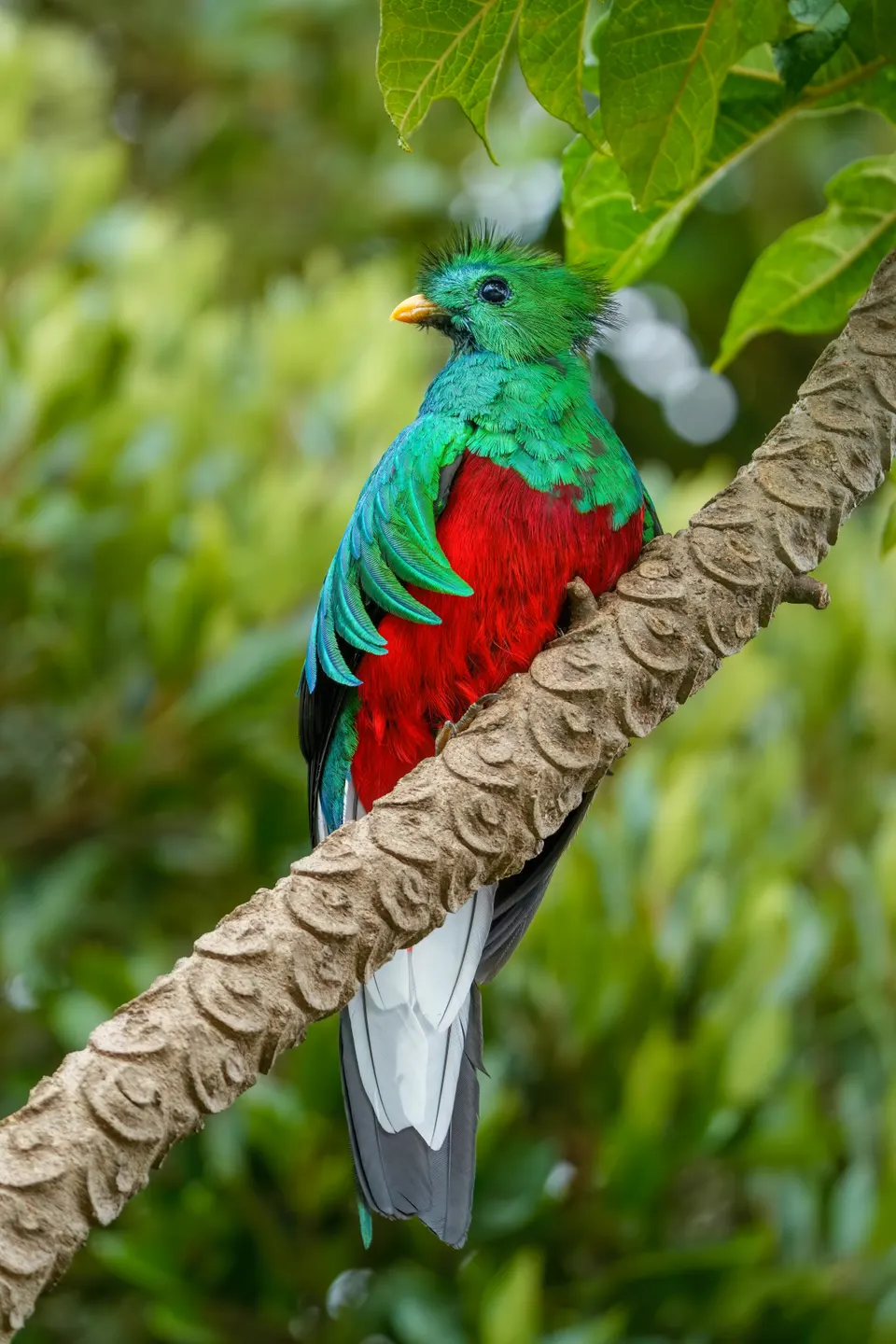 Male Resplendent quetzal in Los Quetzales National Park, Costa Rica en costa-rica