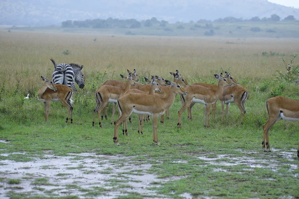 Antílopes y cebras pastando en las llanuras de sabana del Parque Nacional Akagera.