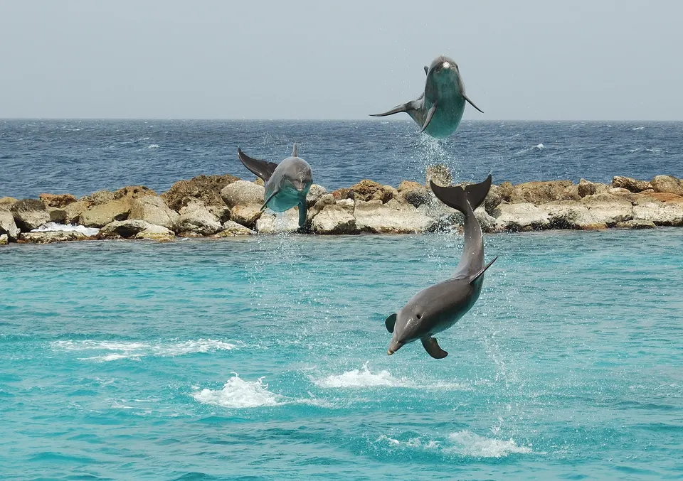 Espectáculo de delfines en el Curaçao Sea Aquarium, junto a Mambo Beach.