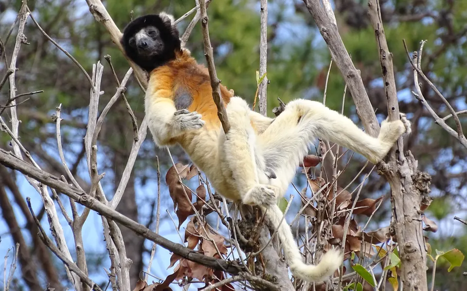 Ejemplar de sifaka coronado saltando libremente en las instalaciones botánicas de Lemurs' Park.