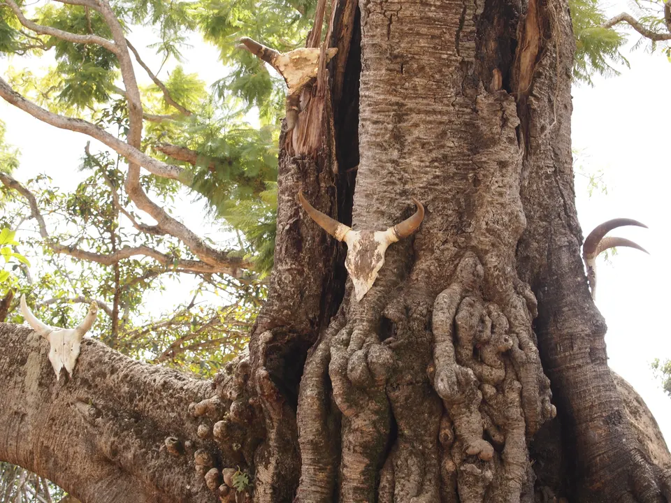 Higuera baniana sagrada de más de dos siglos de antigüedad venerada por el pueblo Sakalava.