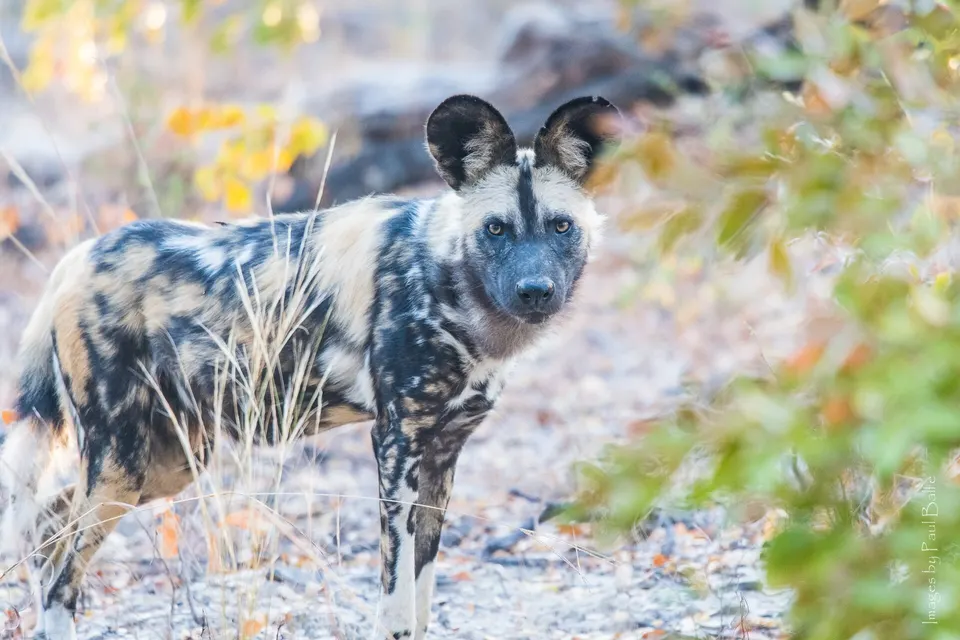 Ejemplar de perro salvaje africano o licaón en alerta en los pastizales del Parque Nacional Hwange.