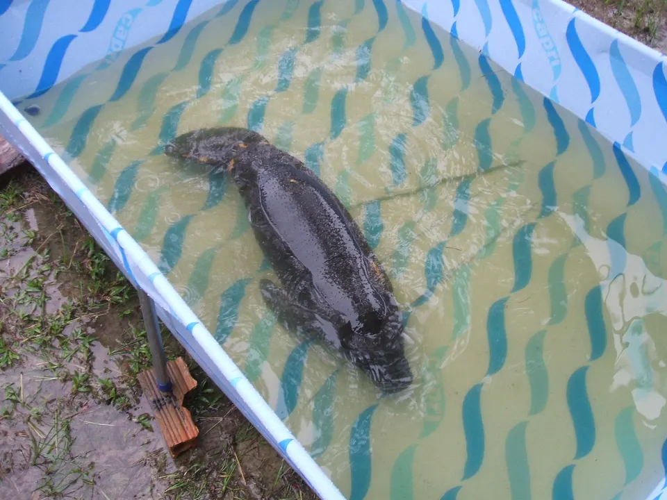 Manatí amazónico nadando plácidamente en las pozas de rehabilitación del Centro de Rescate Amazónico CREA en Iquitos