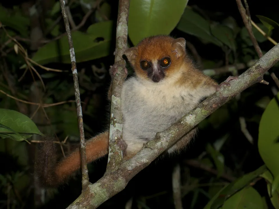 Diminuto lémur ratón (Microcebus) avistado con linterna en un recorrido nocturno por Andasibe.
