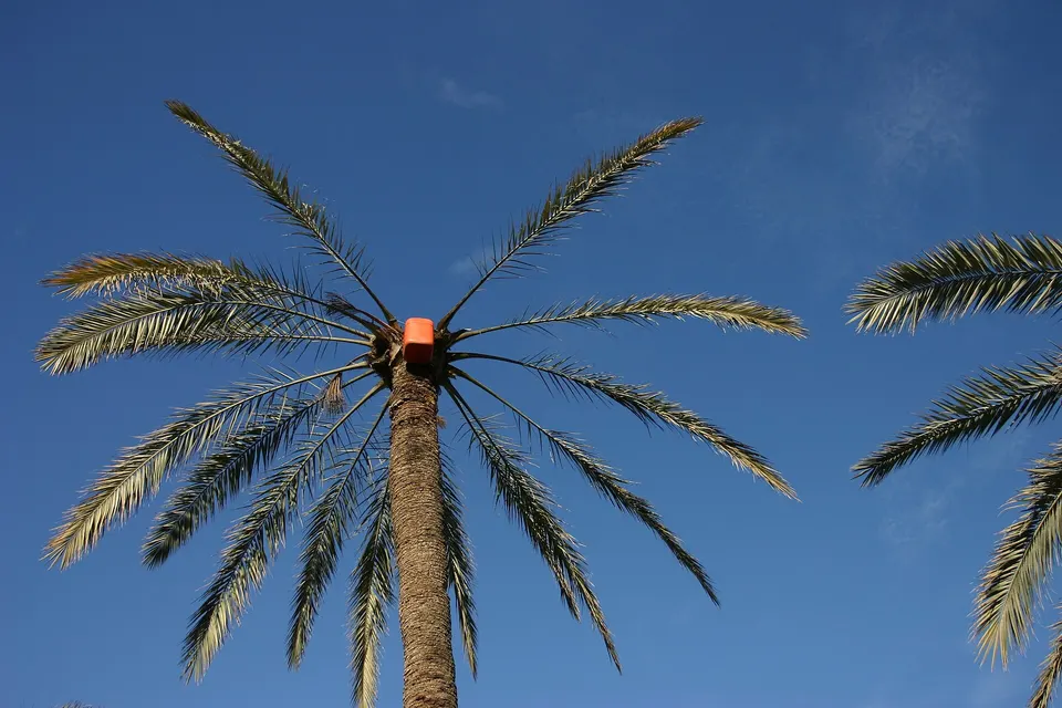 Palmeral exuberante de palmeras datileras Deglet Nour irrigado en el sur de Túnez.