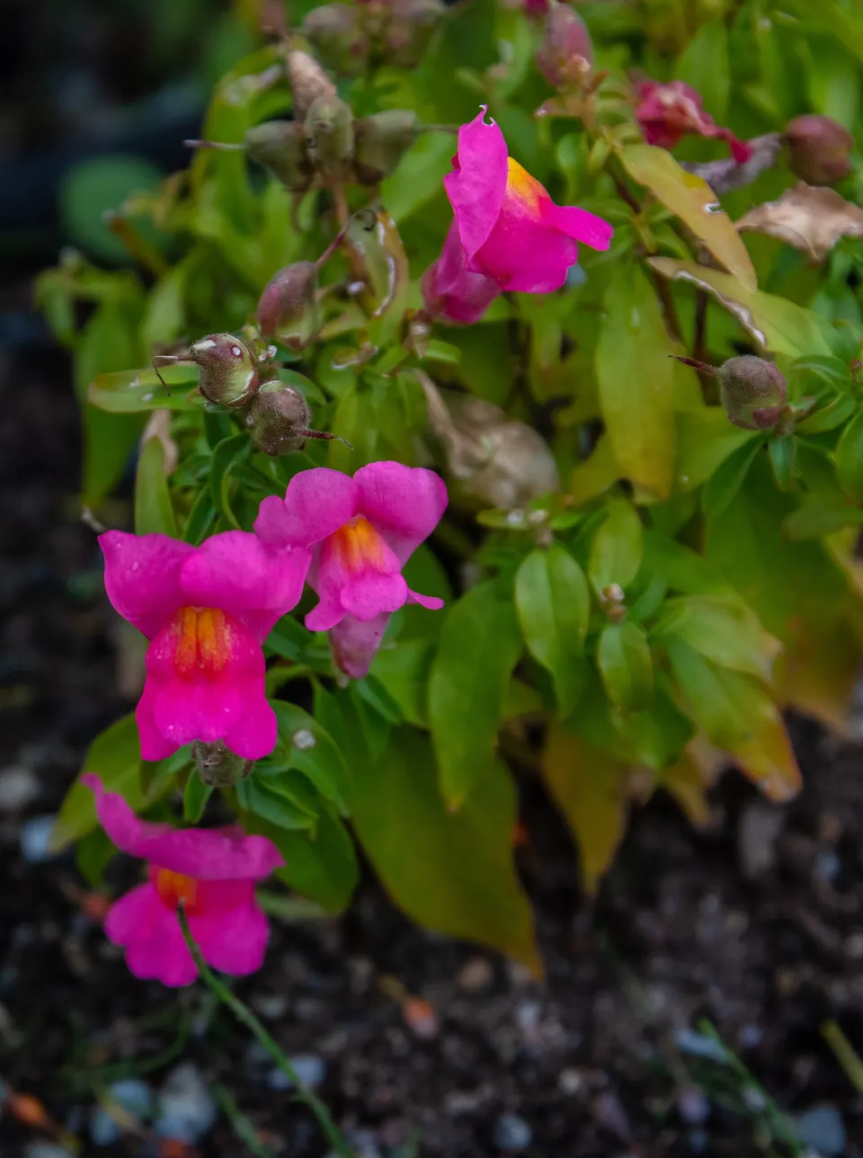 Rocalla y vegetación de tundra ártica en el Jardín Botánico Ártico-Alpino de Tromsø.