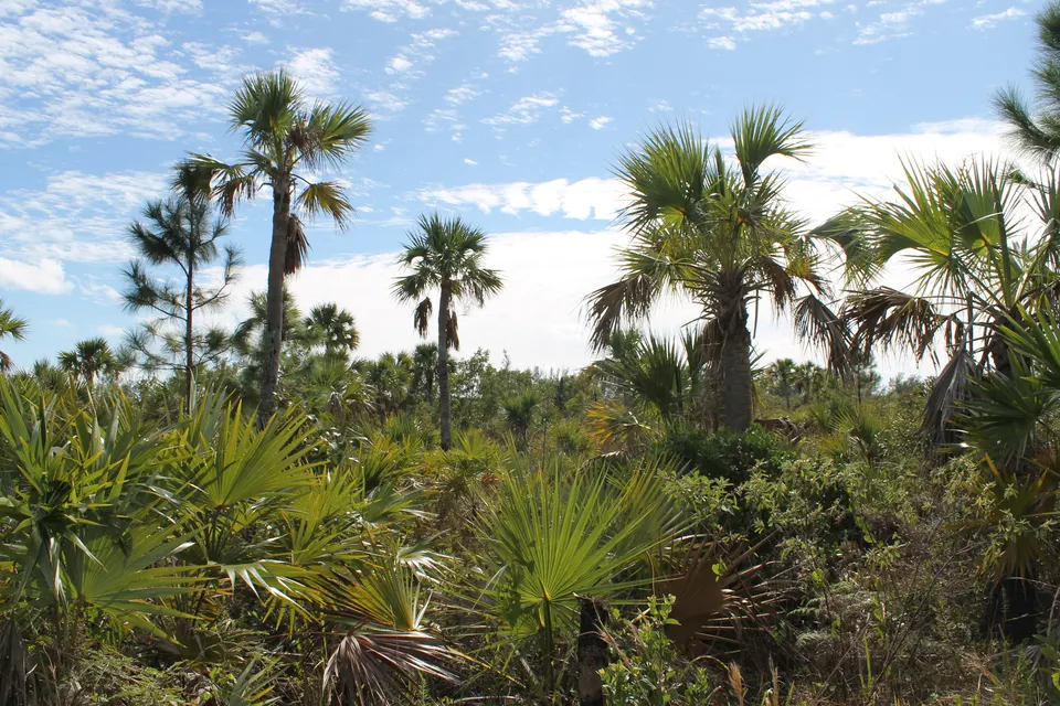 Palmeras en el Lucayan National Park, Gran Bahama.