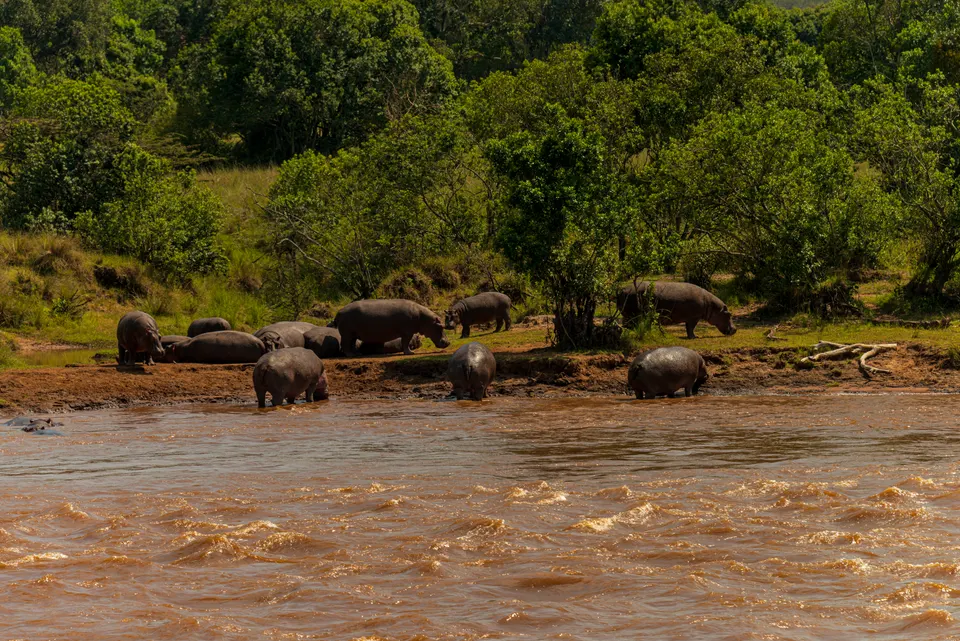 Familia de hipopótamos sumergidos en las aguas del humedal de Musiara Swamp en Masai Mara.