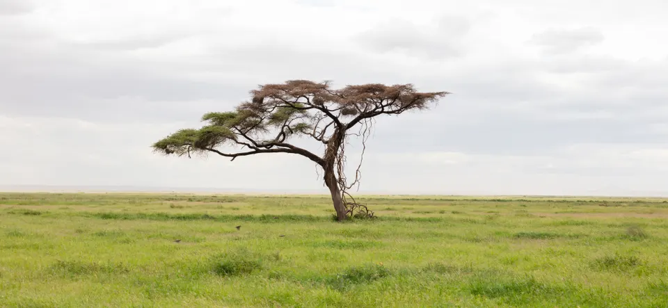 Bosque de acacias sombrilla Tortilis con jirafas ramoneando en las ramas altas en Amboseli.