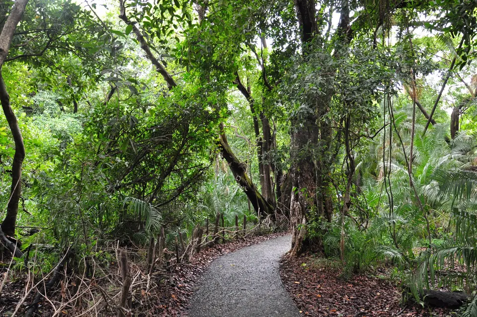 Sendero entre la densa selva húmeda tropical regada por el rocío perpetuo de las Cataratas Victoria.