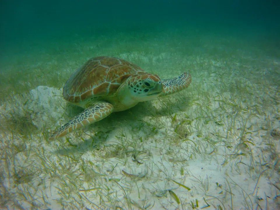 Green sea turtle (Chelonia mydas) swimming in the beaches of Akumal in Cancun (Mexico). en cancun