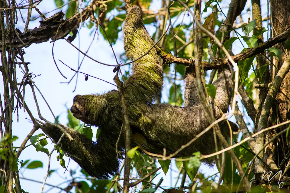 500px provided description: Look! a sloth actually moving :) [#animal ,#bear ,#weir ,#rainforest ,#costa rica ,#depth ,# en manuel-antonio