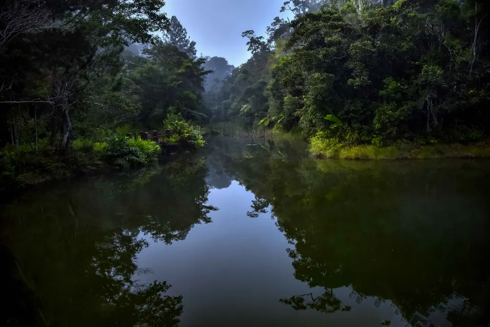 Exuberante dosel de bosque lluvioso montano primario en el Parque Nacional de Mantadia.
