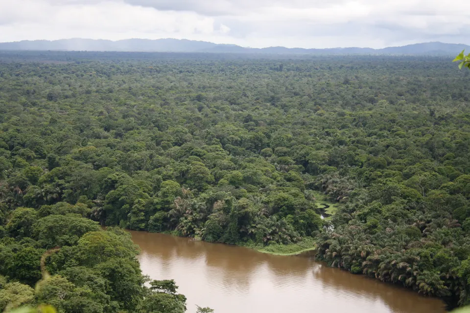 Tortuguero rainforest sendero en tortuguero