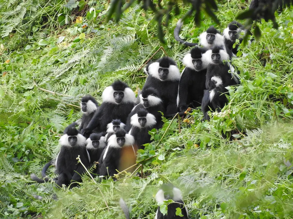 Colobos de Angola (Colobus angolensis ruwenzorii) en el dosel selvático de Nyungwe.
