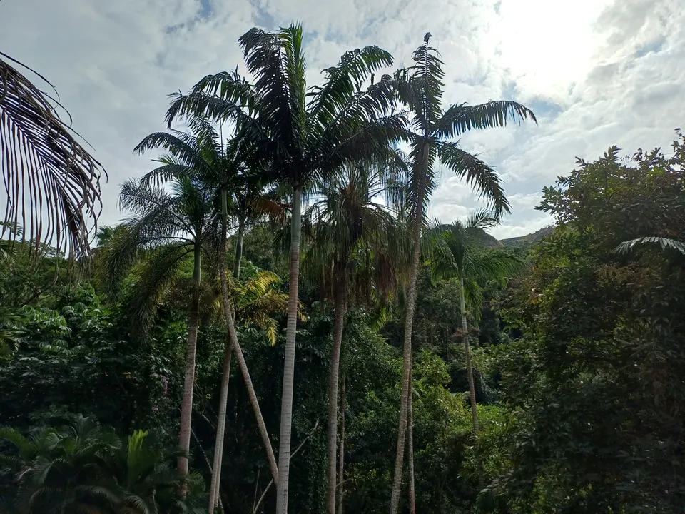 Perfil montañoso del Gigante Dormido cubierto de densa vegetación tropical en los valles de Nadi.