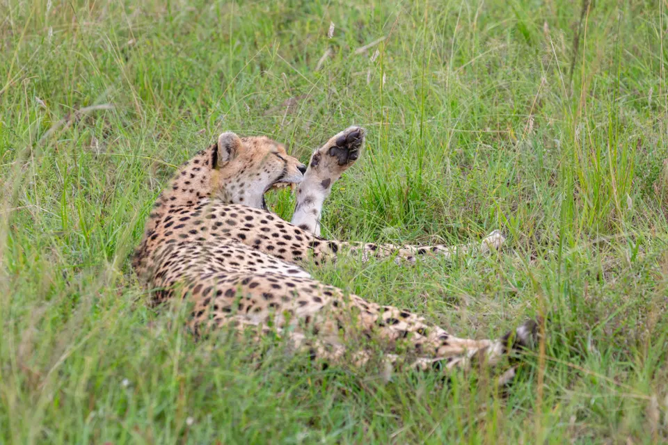 Guepardo oteando la sabana desde lo alto de un montículo en las planicies de Kenia.