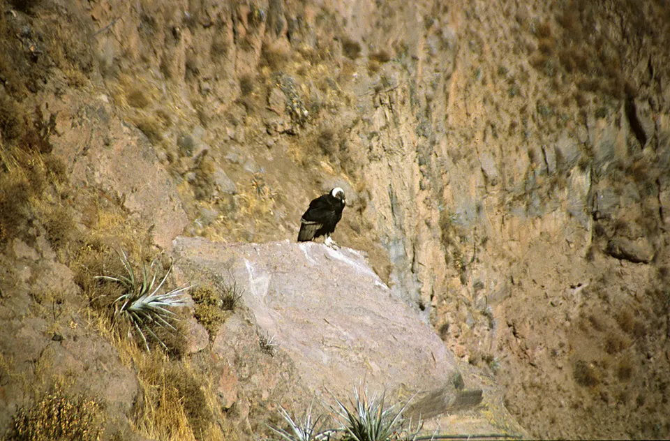 Vuelo majestuoso de un cóndor andino sobre los abismos y terrazas agrícolas del Cañón del Colca