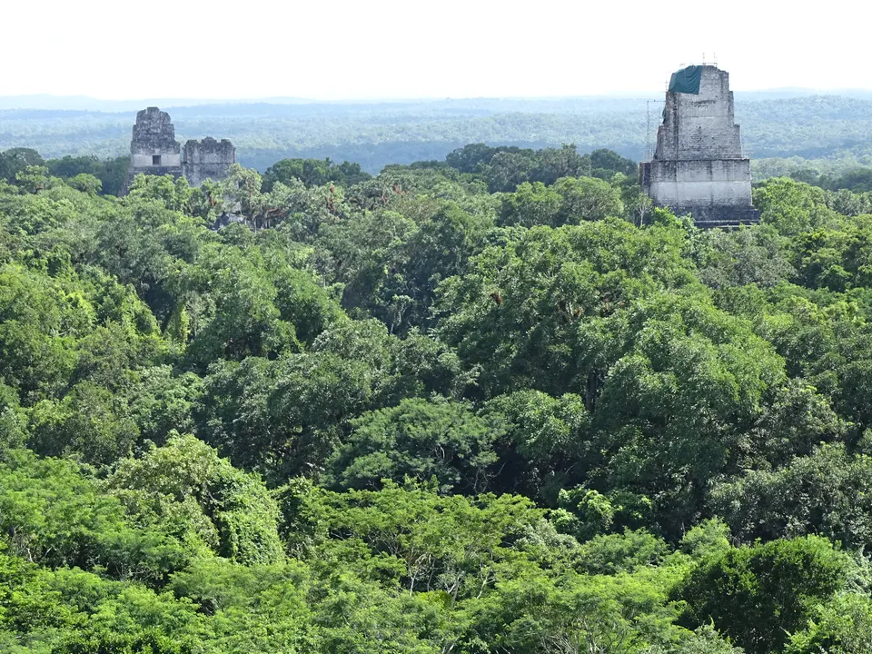 Panorámica desde la cima del Templo IV mirando sobre el dosel de la selva virgen con las crestas de los templos I, II y III.