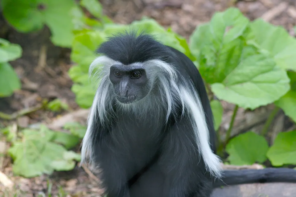 Colobo de Angola de larga capa blanca y negra saltando entre ramas en el bosque de Gisakura.