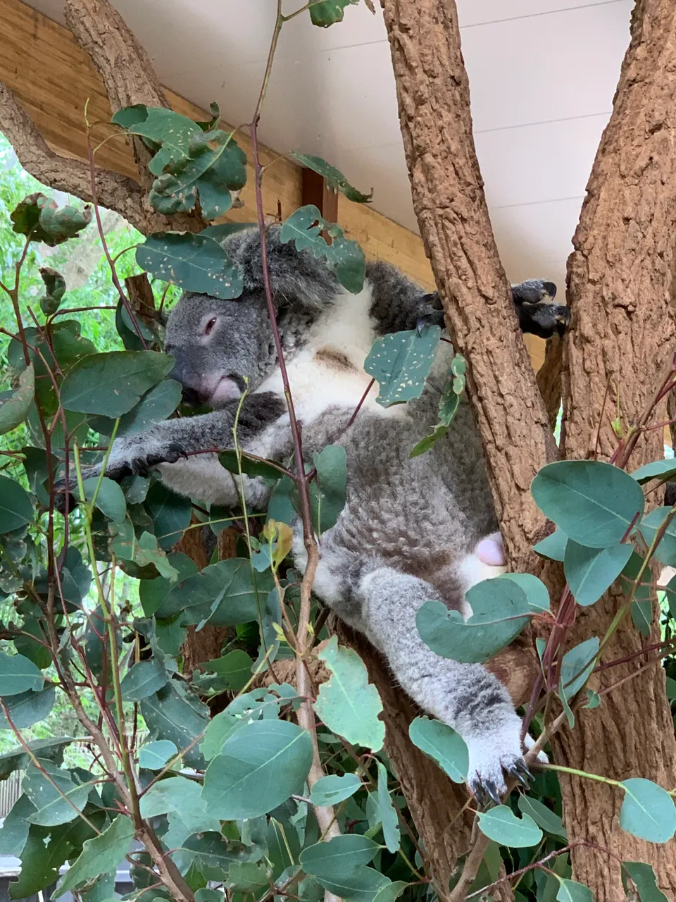 Tierno koala descansando plácidamente en las ramas de eucalipto en Lone Pine Koala Sanctuary.