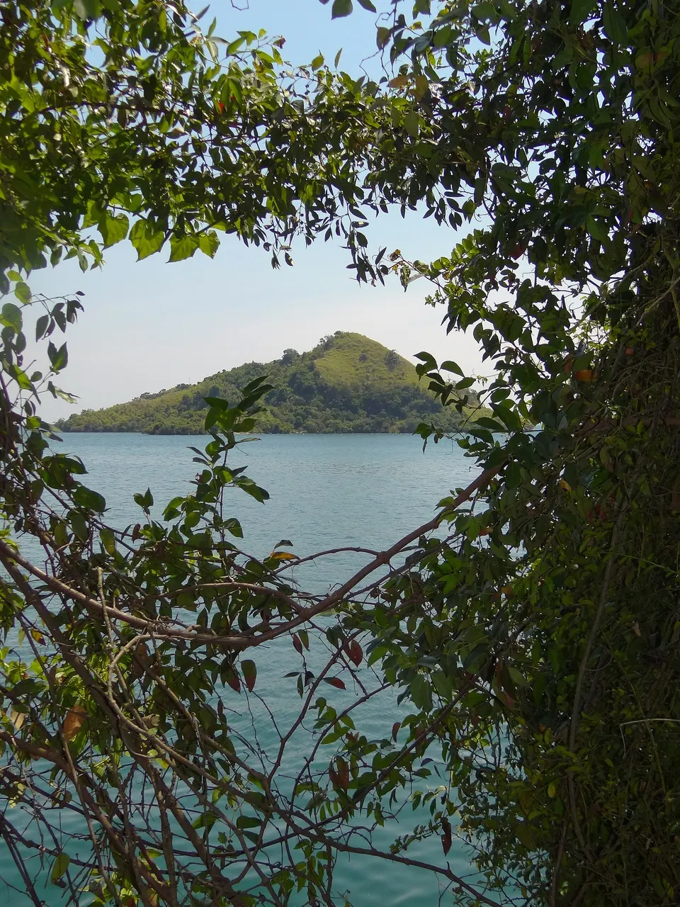 Laderas escarpadas y vegetación de la isla Napoleón, hogar de miles de murciélagos frugívoros.