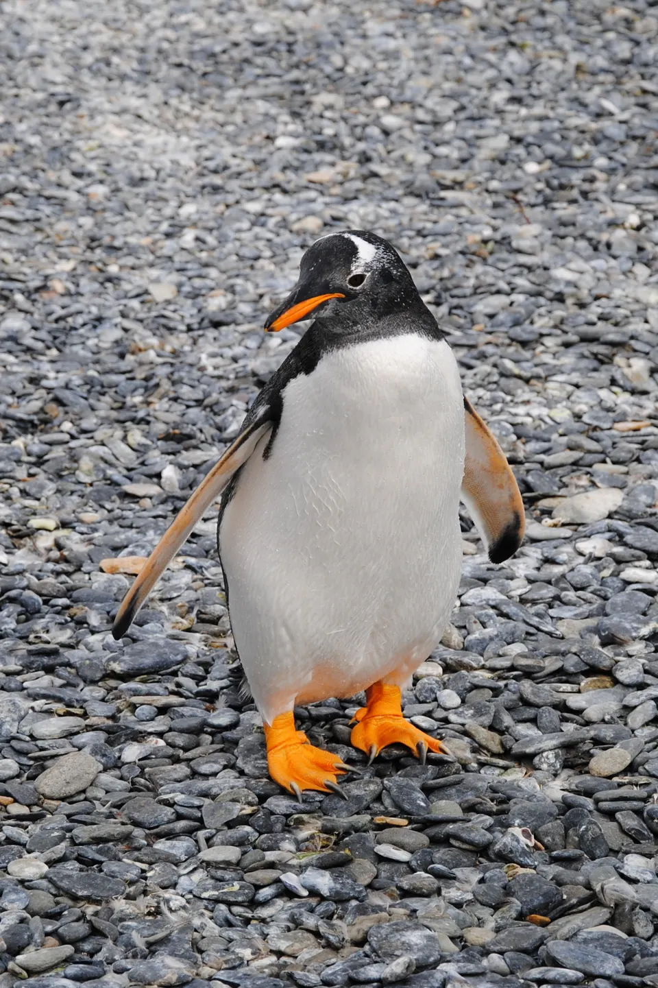 Colonia de pingüinos de Magallanes y Papúa anidando en la playa de Isla Martillo en el Canal Beagle.