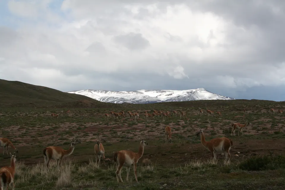 Manada de guanacos pastando en las estepas patagónicas con los Cuernos del Paine en el horizonte