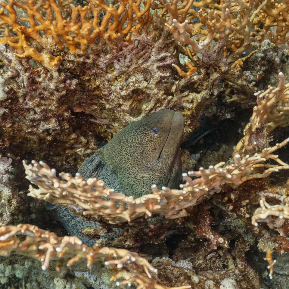 Arrecife de coral virgen en aguas cálidas de Fiyi con bancos de peces tropicales multicolores.