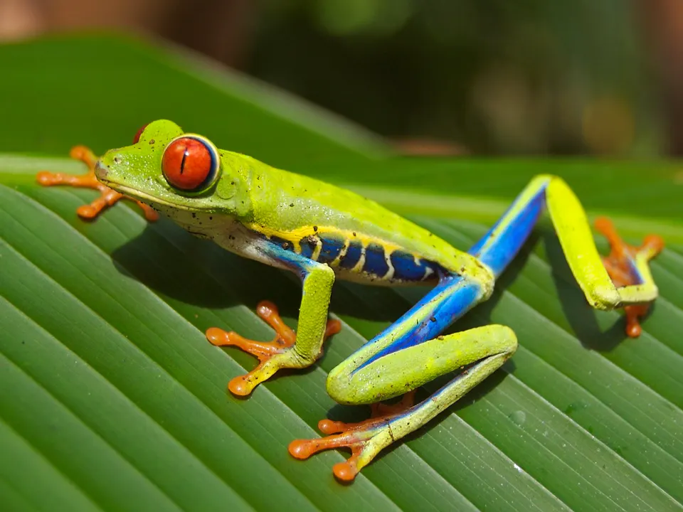 Red-eyed Tree Frog (Agalychnis callidryas), photographed near Playa Jaco in Costa Rica (retouched version). en costa-rica