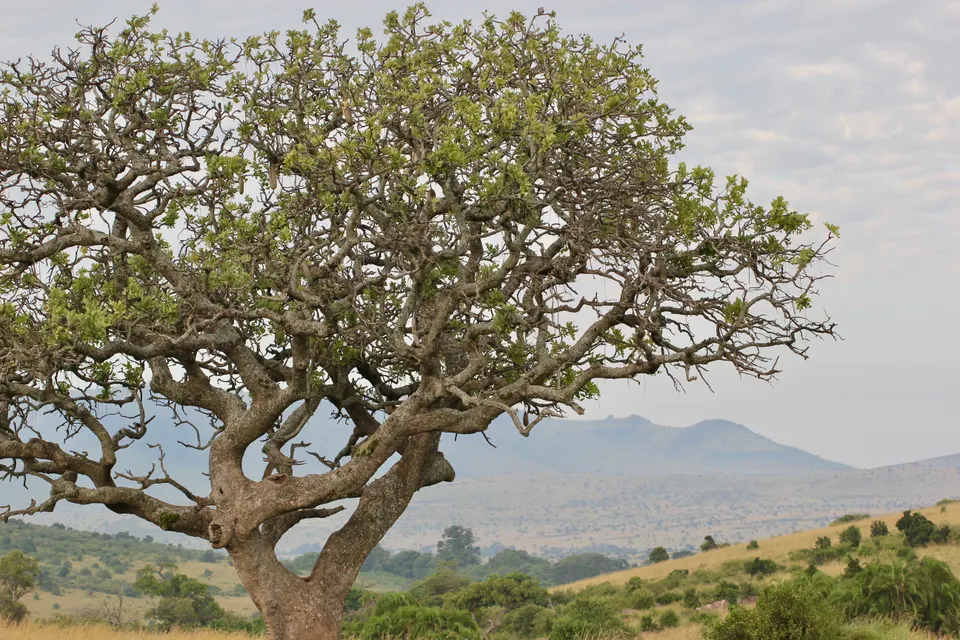 Silueta de acacias y fauna salvaje en la dorada sabana africana de Kenia al atardecer.