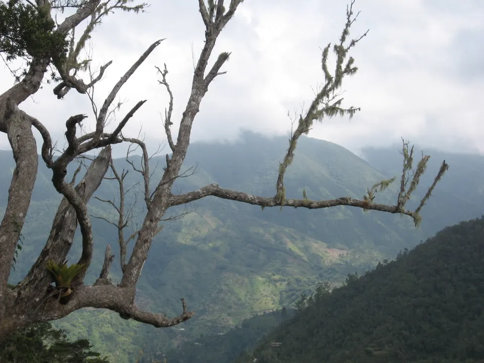 Paisaje de las Blue Mountains de Jamaica desde el sendero de Holywell.
