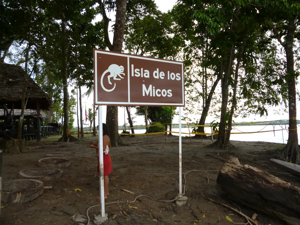 Mono aullador y mono ardilla interactuando en las copas de los árboles del santuario de la Isla de los Monos