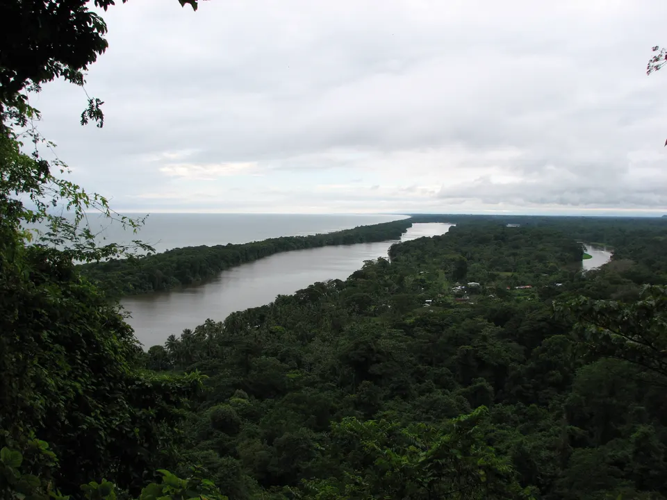 Palm forest and Atlantic coast Mangroves — in Tortuguero National Park, northeastern Costa Rica. 
Of the Isthmian-Atlant en tortuguero